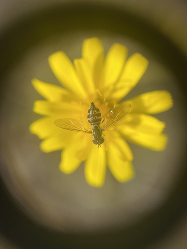Unknown species found near San Juan Island National Historical Park, Friday Harbor, WA, US