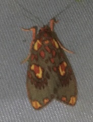 Cyme wandammenensae