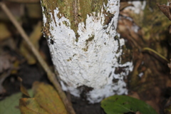 Lyomyces sambuci