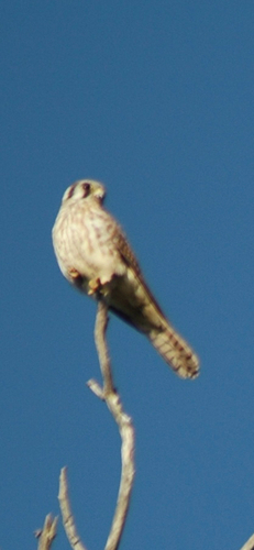 iNaturalist observation photo of American Kestrel