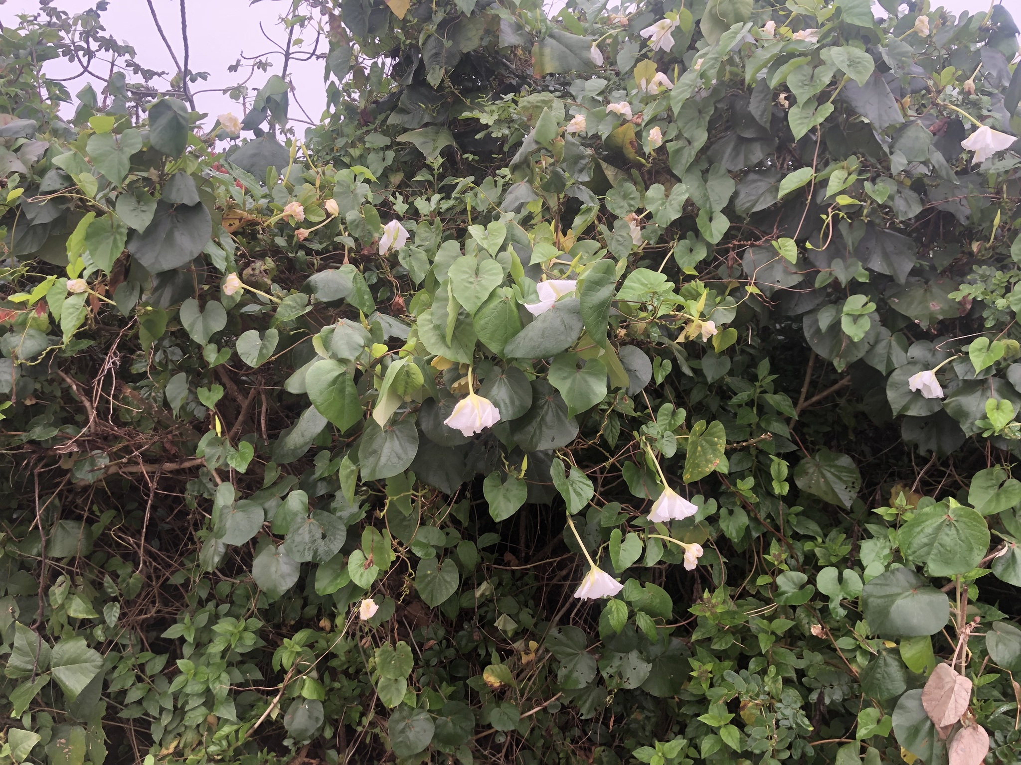 Ipomoea alba