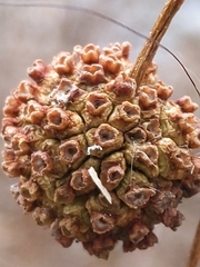 Cephalanthus occidentalis