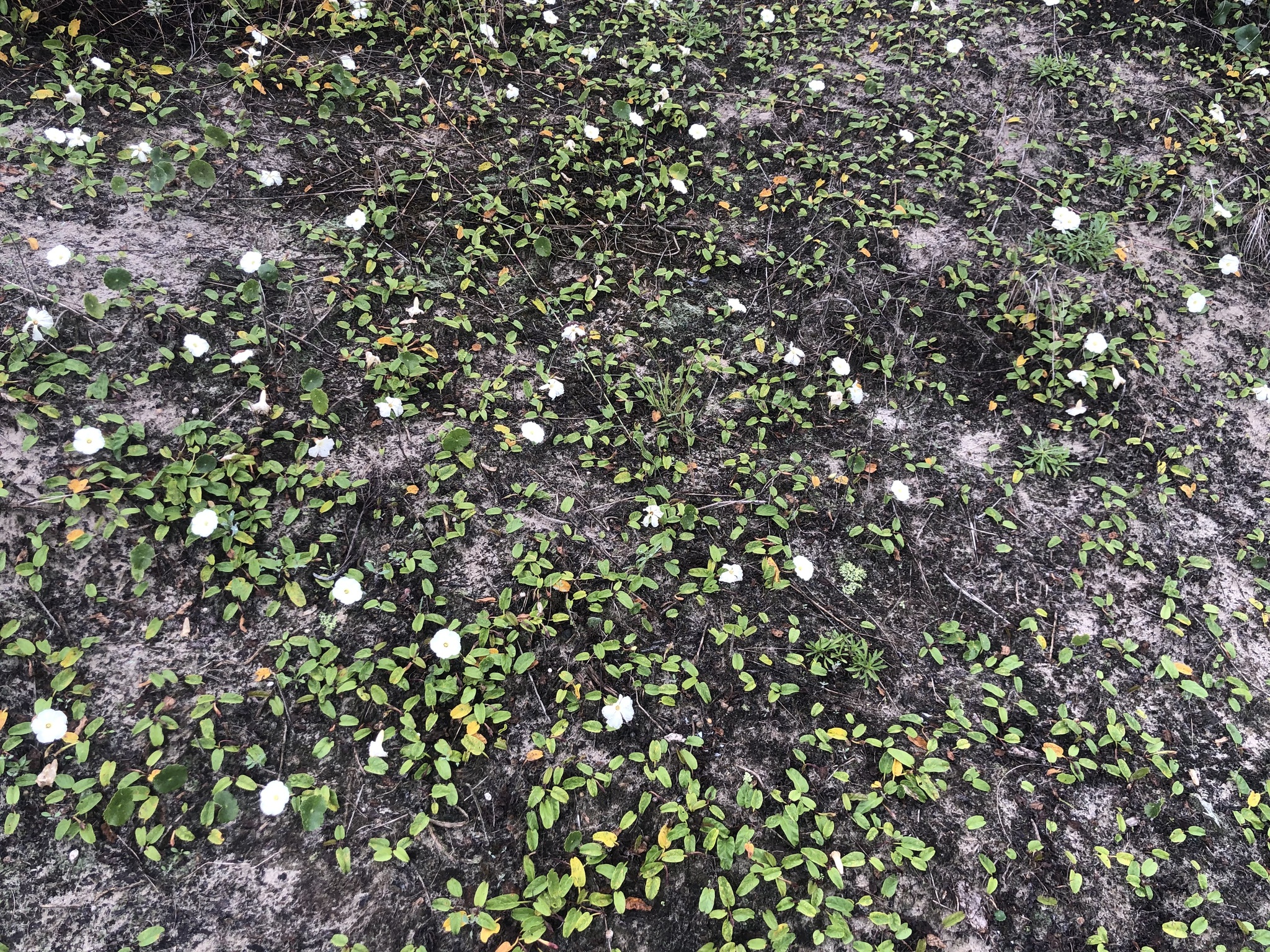 Ipomoea imperati