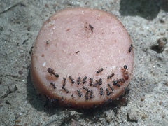 Pheidole metallescens