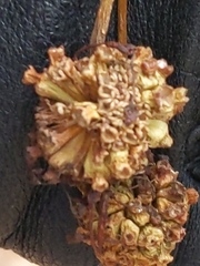 Cephalanthus occidentalis