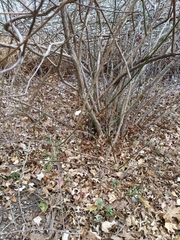 Cephalanthus occidentalis
