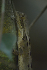 Enyalius