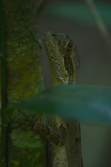 Enyalius