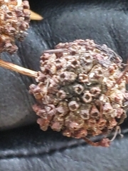 Cephalanthus occidentalis