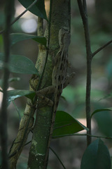 Enyalius