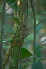 Enyalius