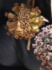 Cephalanthus occidentalis