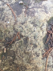 Neivamyrmex nigrescens