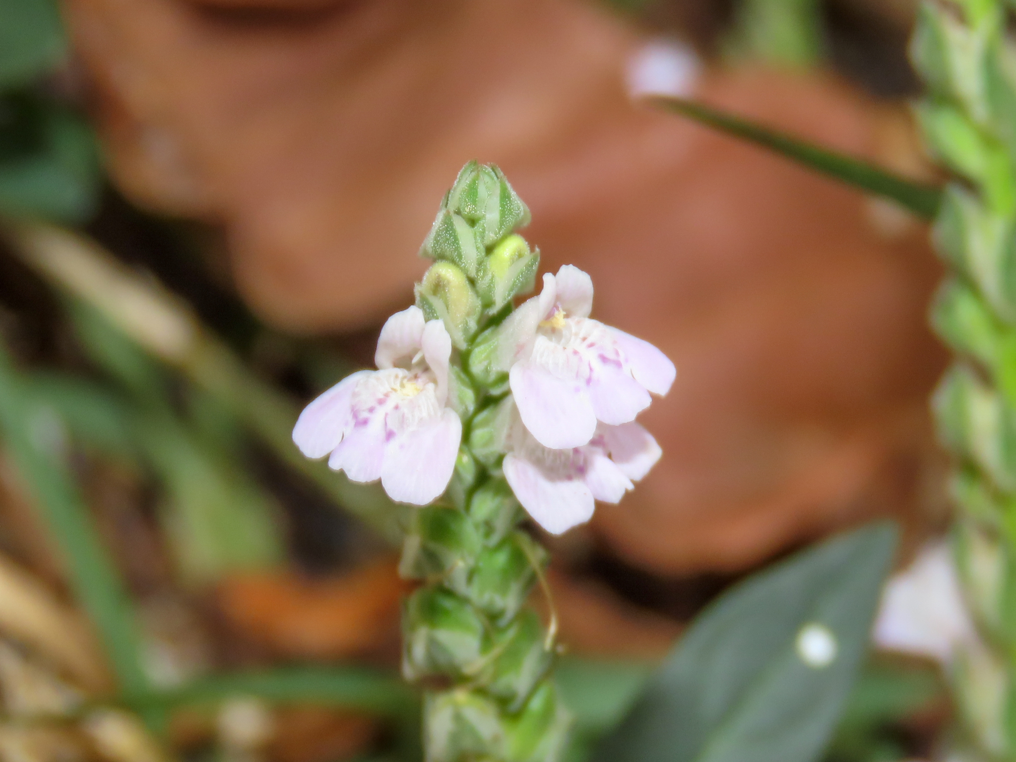 Creeping Rungia (Rungia repens)