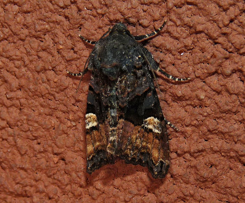 American Angle Shades