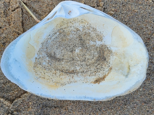 Mactromeris polynyma observed 2025-09-09