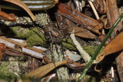 Platybunus pinetorum