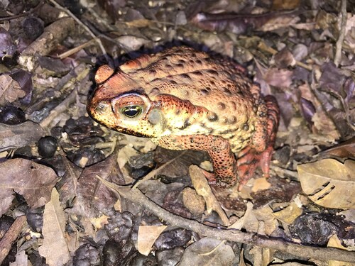 Rusty Toad