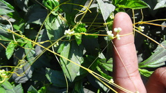 Cuscuta reflexa