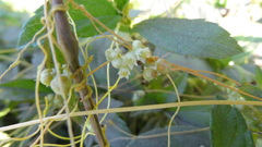 Cuscuta reflexa
