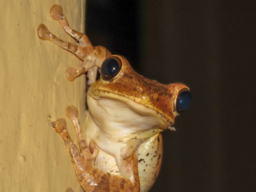 Sri Lanka Whipping Frog, Polypedates cruciger