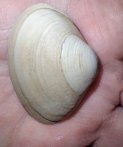 Solid Surfclam, Texel, Nederland, photo 10 of 10