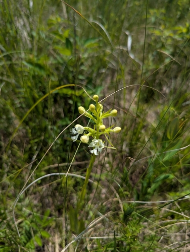 eastern prairie fringed orchid (Platanthera leucophaea)