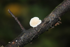 Crepidotus cesatii