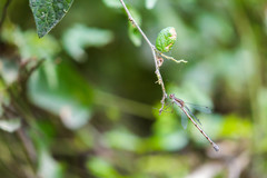 Lestes australis