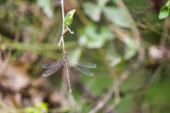 Lestes australis