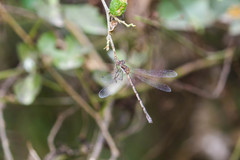 Lestes australis