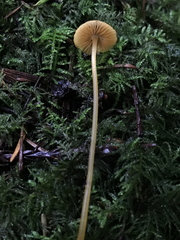 Mycena aurantiomarginata
