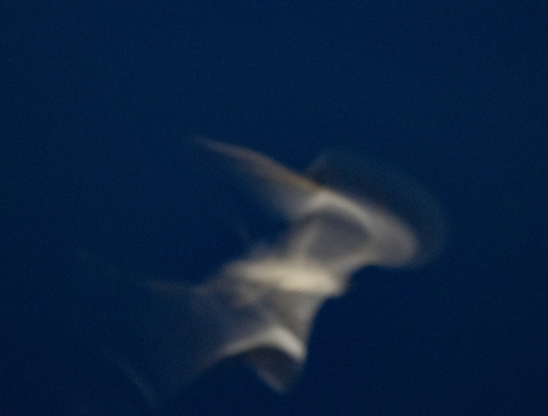 Pennant-winged Nightjar (Caprimulgus vexillarius)