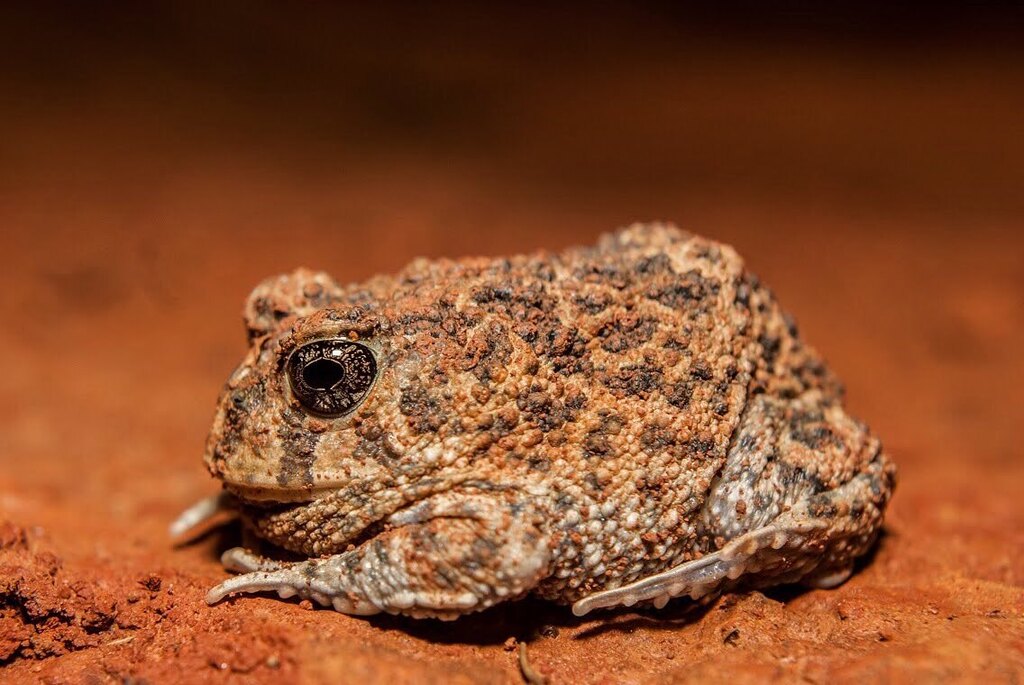 Odontophrynus toledoi