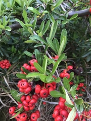 Pyracantha koidzumii