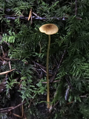 Mycena aurantiomarginata
