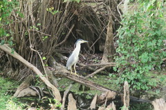 Nycticorax nycticorax image