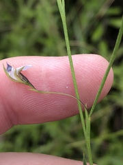 Psoralea trullata