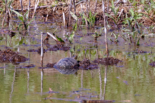 European Pond Turtle