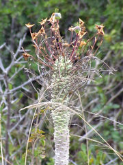 Euphorbia clava