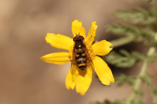Unknown species found near Ravalli County, MT, USA