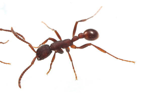 Legionary Ants
