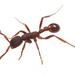 Neivamyrmex Army Ants - Photo (c) Steven Wang, some rights reserved (CC BY-NC), uploaded by Steven Wang