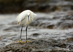 Egretta garzetta