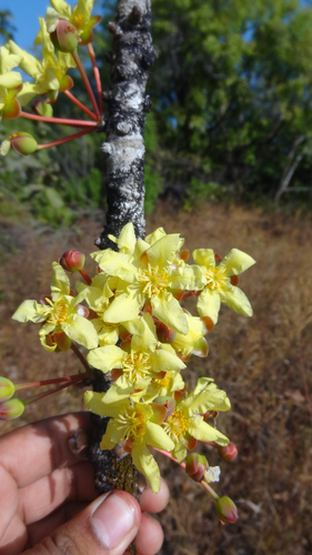 Image of Dillenia pentagyna by (c) Siddarth Machado, some rights reserved (CC BY)