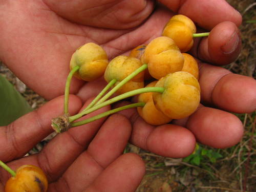 Image of Dillenia pentagyna by (c) Siddarth Machado, some rights reserved (CC BY)