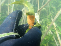 Styelidae