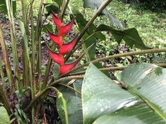 Heliconia bihai