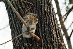 Sciurus carolinensis