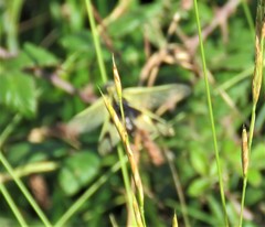 Libelloides longicornis